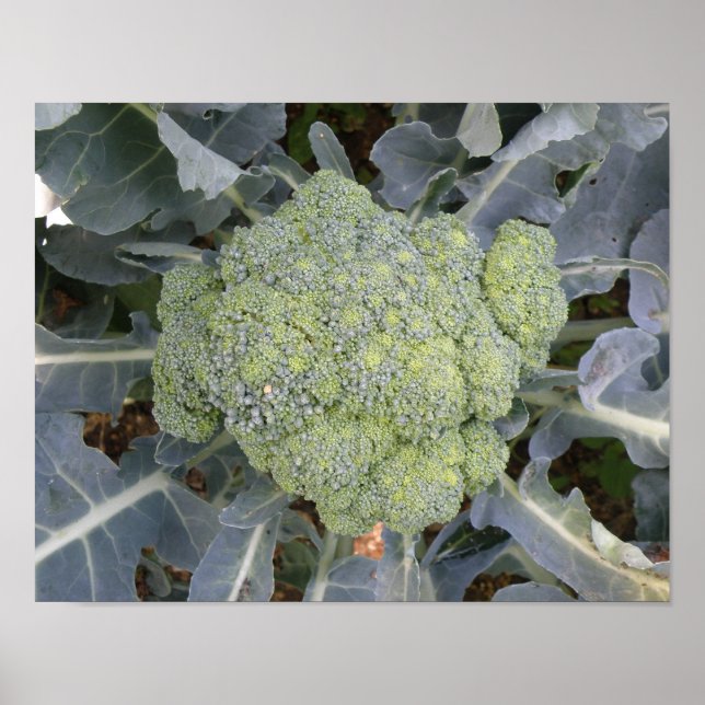 Broccoli Print (Front)