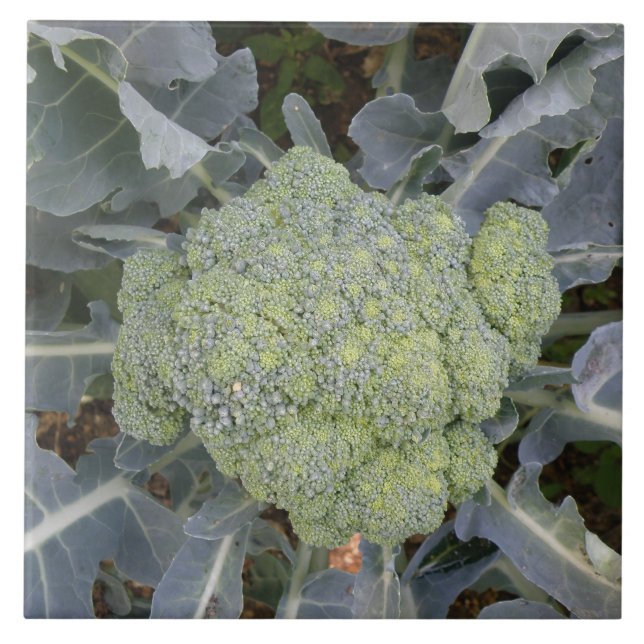 Broccoli Tile (Front)