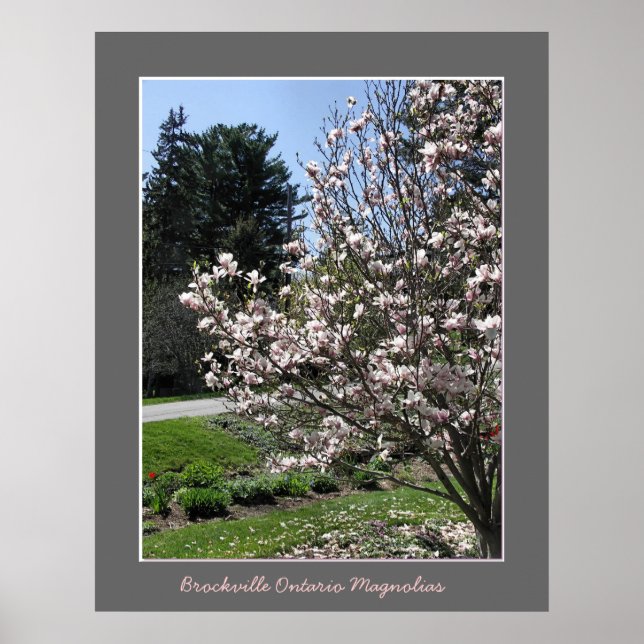 Brockville Ontario Magnolias  Poster (Front)