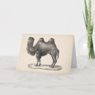 Brodtmann Camel Sketch Card