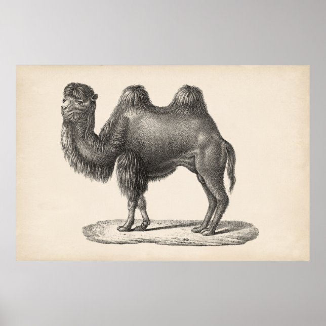 Brodtmann Camel Sketch Poster (Front)