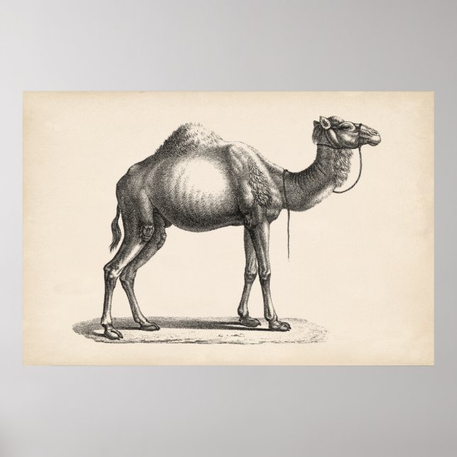 Brodtmann Dromedary Camel Sketch Poster (Front)