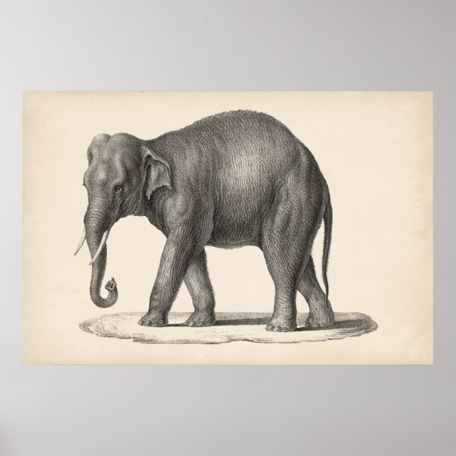 Brodtmann Elephant Sketch Poster (Front)