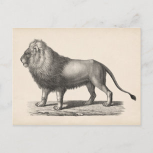 Brodtmann Lion Sketch Postcard