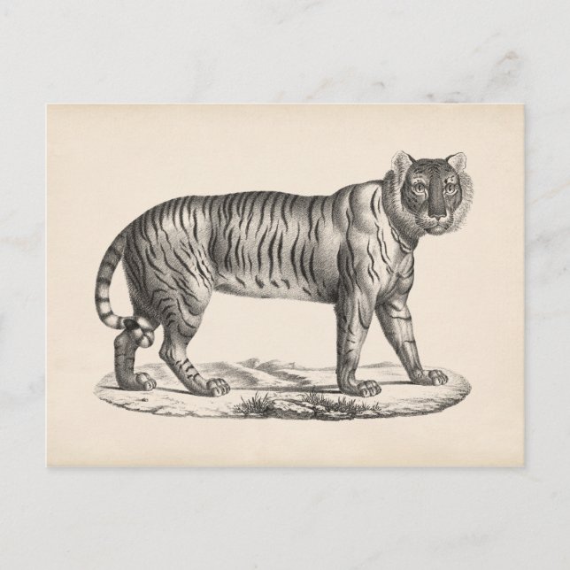 Brodtmann Tiger Sketch Postcard (Front)