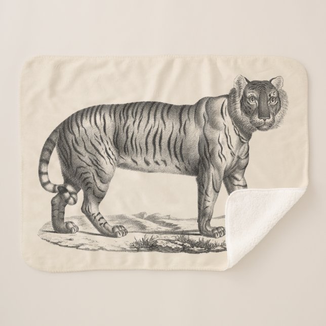 Brodtmann Tiger Sketch Sherpa Blanket (Front (Horizontal))
