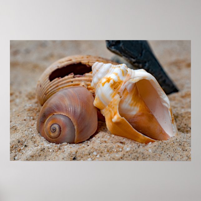 Broken Beach Beauties #2 Poster  (Front)