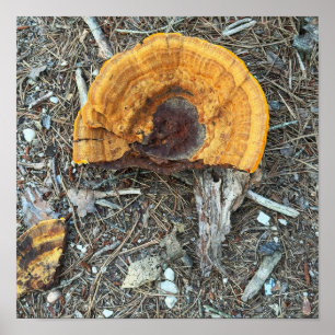 Broken Mushroom Photo Poster