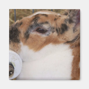 Broken tri colour mini rex rabbit head on waterer magnet