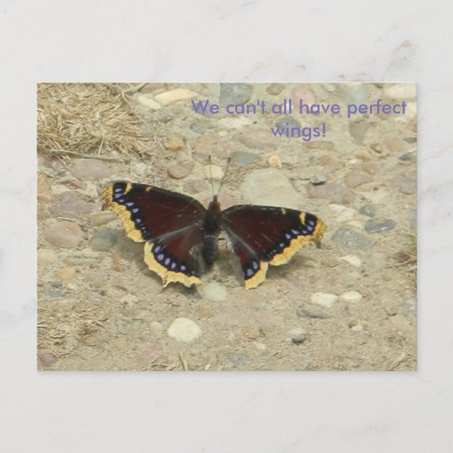 Broken Wing Potcard Postcard (Front)