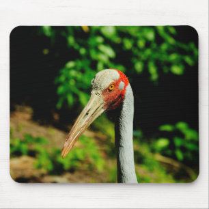 Brolga bird portrait mouse pad