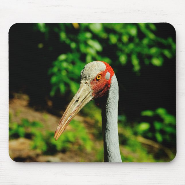 Brolga bird portrait mouse pad (Front)