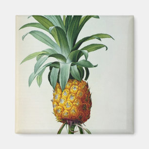 Bromelia Ananas, from 'Les Bromeliacees' Magnet
