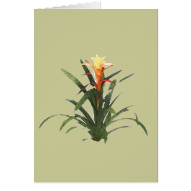 Bromeliad (Front)