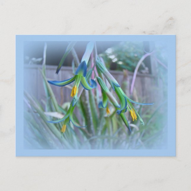 Bromeliad Blossoms on Blue Postcard (Front)