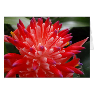 Bromeliad Flower Card