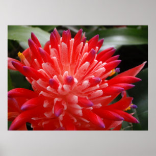 Bromeliad Flower Poster