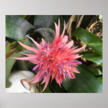 Bromeliad Flower
