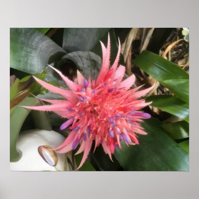 Bromeliad Flower Poster (Front)
