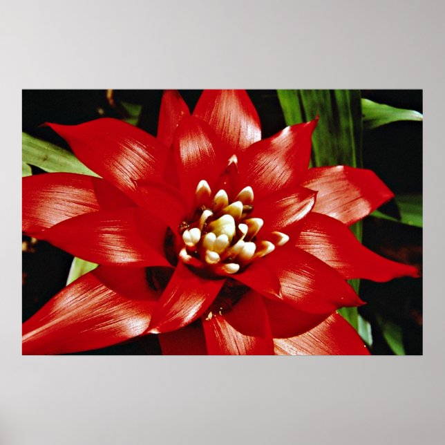 Bromeliad  flowers poster (Front)