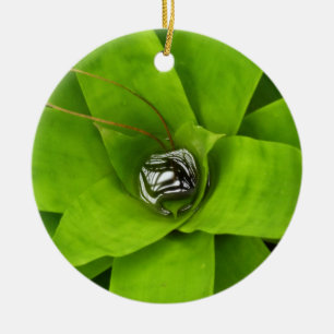 Bromeliad Green Botanical Photography Ceramic Ornament