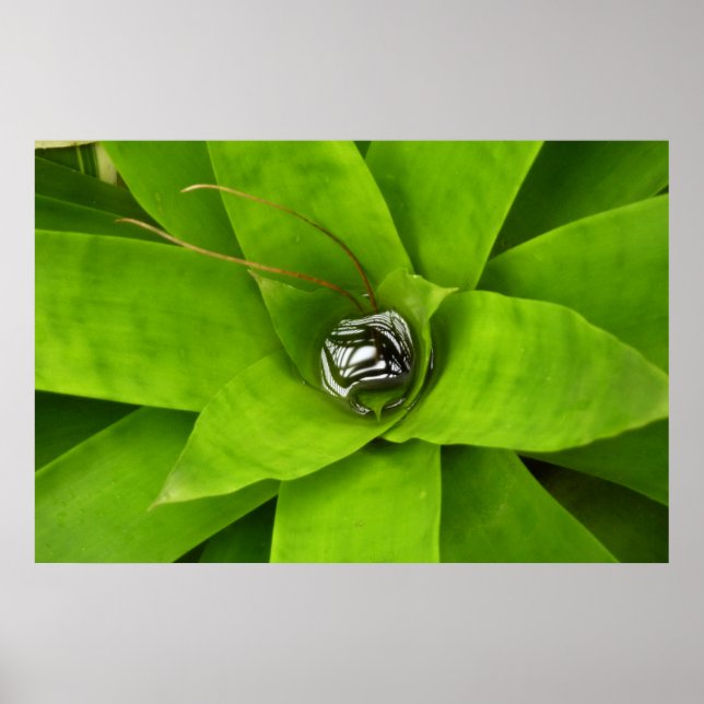 Bromeliad Green Botanical Photography Poster (Front)