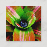 Bromeliad heart macro photography