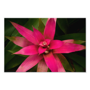 Bromeliad in Bloom Photo Print