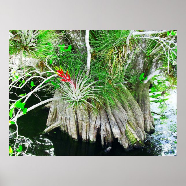 Bromeliad on Mangrove, Florida Everglades Poster (Front)