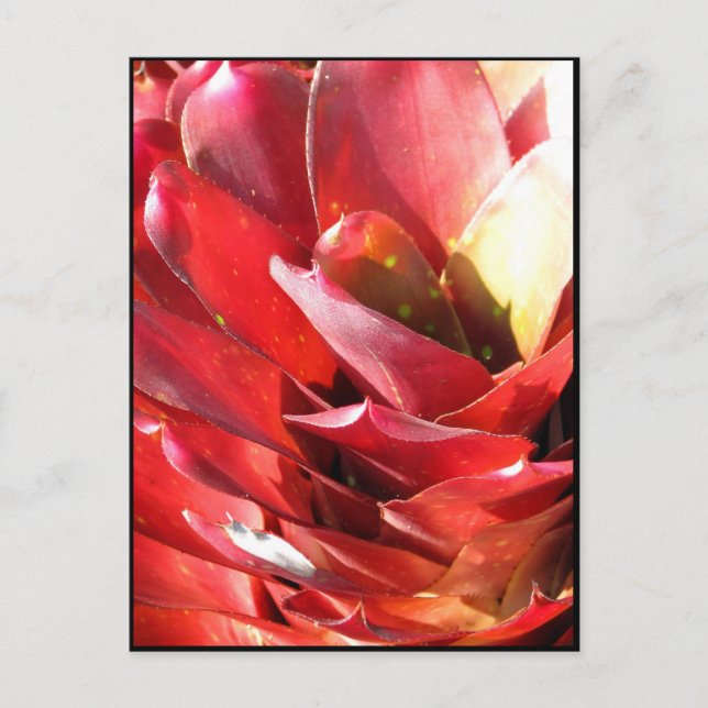 Bromeliad Postcard (Front)