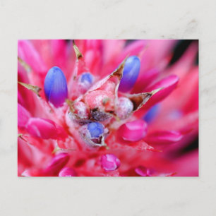 Bromeliad Postcard