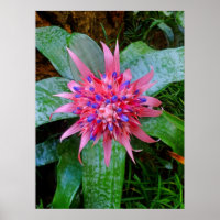 Bromeliad