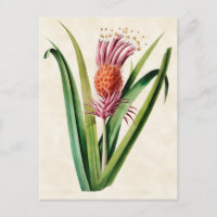 Bromeliad Vintage Botanical