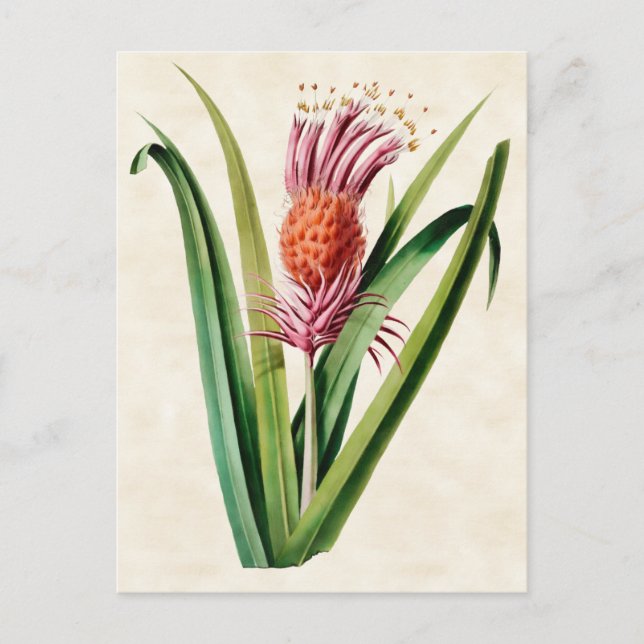 Bromeliad Vintage Botanical Postcard (Front)