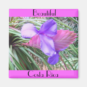 Bromeliads of Costa Rica Magnet
