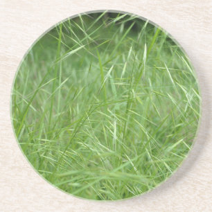 Bromus tectorum coaster