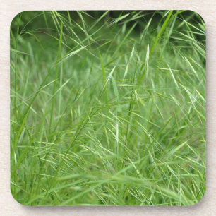 Bromus tectorum coaster