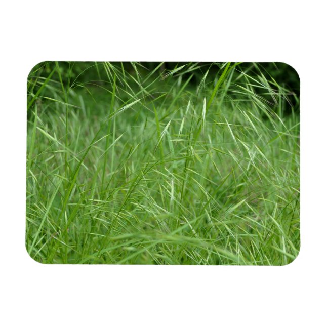 Bromus tectorum magnet (Horizontal)