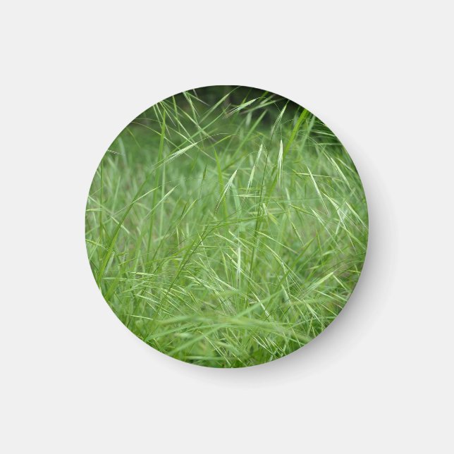 Bromus tectorum magnet (Front)