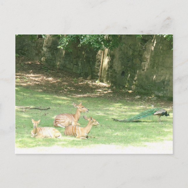 Bronx Zoo  Image Postcard (Front)