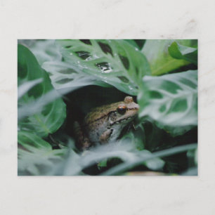 Bronze Frog in Prayer Plant Postcard