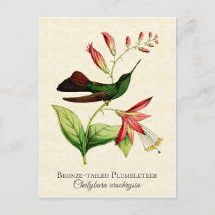 Bronze Tailed Plumeleteer Hummingbird Vintage Art Postcard