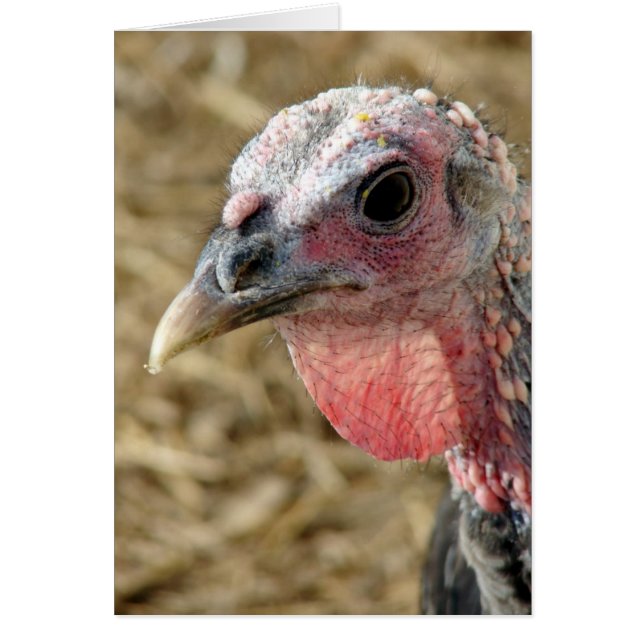 Bronze Turkey (Front)