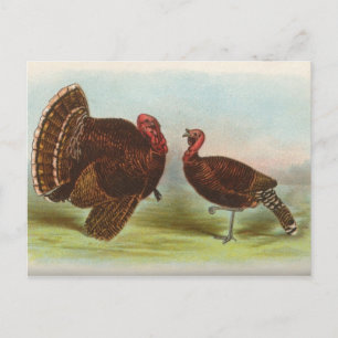 Bronze Turkeys Postcard