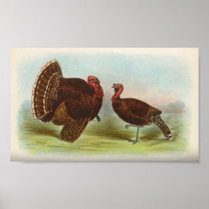 Bronze Turkeys Poster