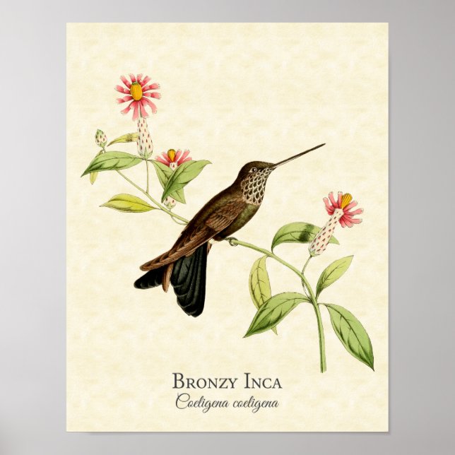 Bronzy Inca Hummingbird Art Print (Front)
