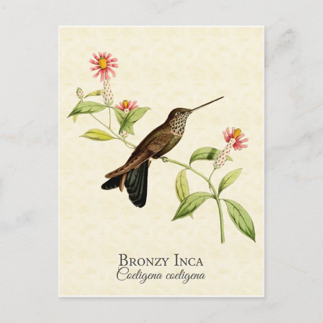 Bronzy Inca Hummingbird Vintage Art Postcard (Front)