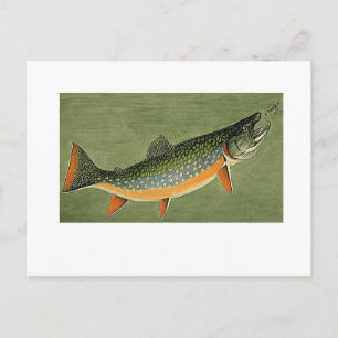 brook trout Art by Louis Agassiz Fuertes Postcard