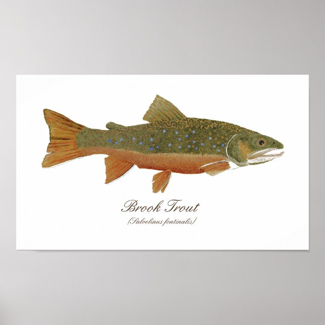 Brook Trout Art Poster (Front)
