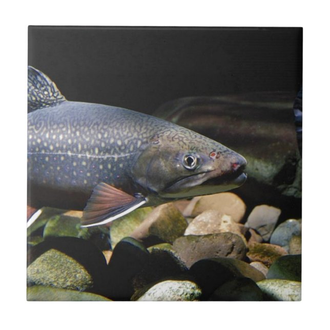 Brook Trout Ceramic Tile (Front)